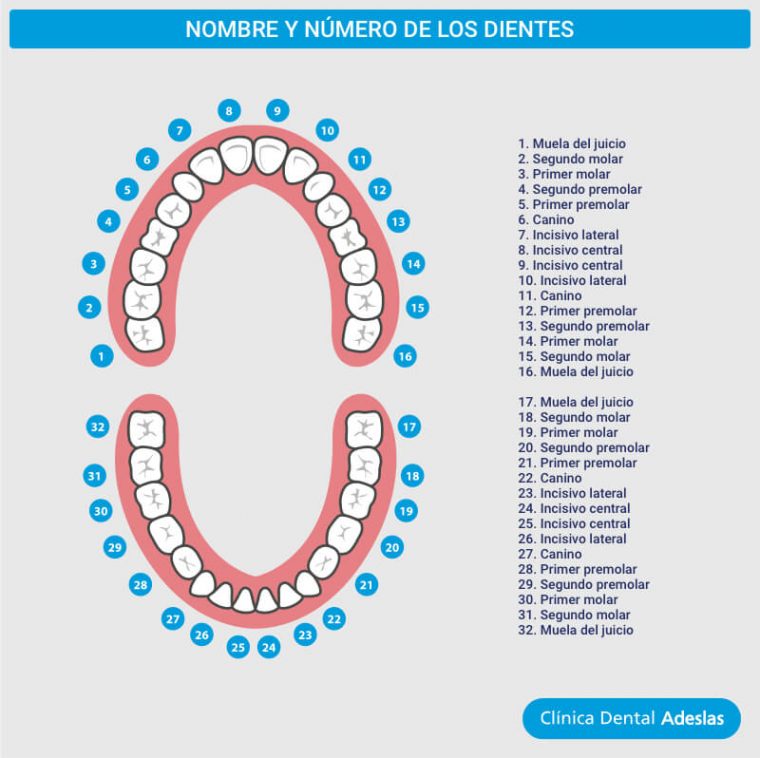 nombre de los dientes