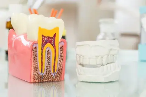 estructura de los dientes