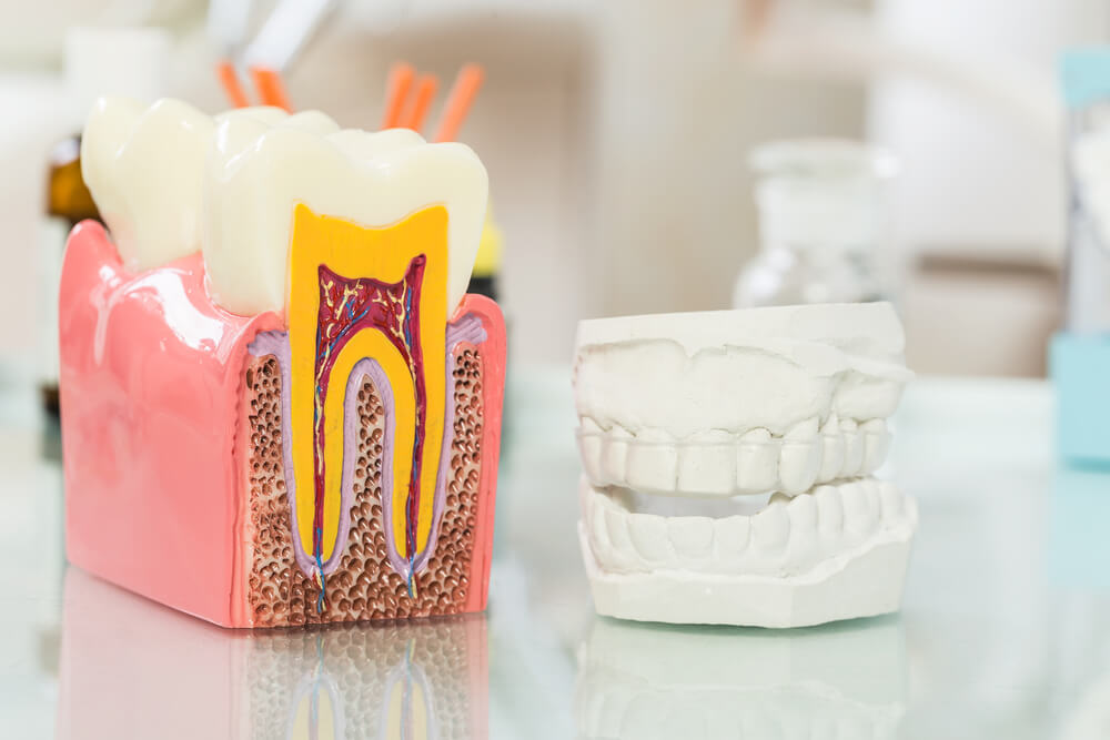 estructura de los dientes