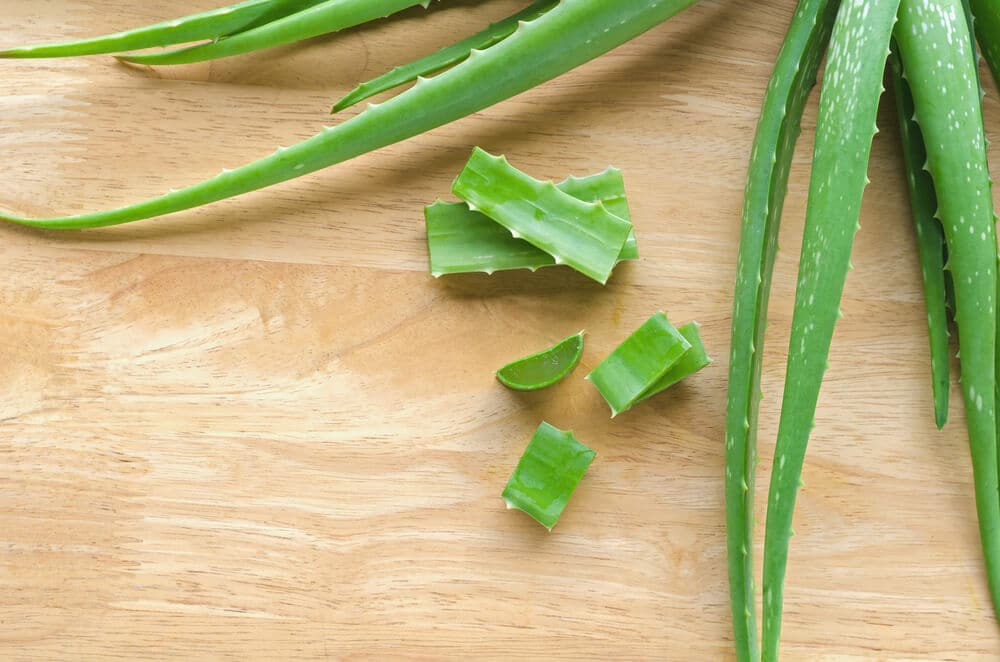 Planta de Aloe Vera para dientes