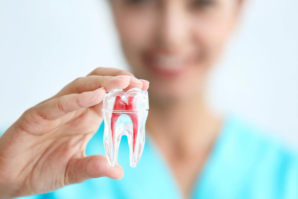 Tipos de dientes: incisivos, caninos, premolares y molares.