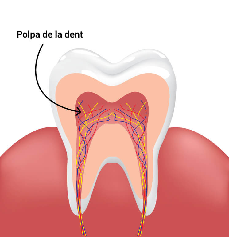 Polpa dental que conté els vasos sanguinis i els nervis de la dent